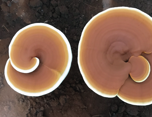 Spotlight on Reishi