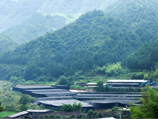 Where HOLY CAP Mushrooms are grown