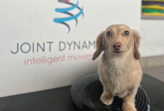 Signs Your Dog May Be in Pain: A Guide for Pet Owners by a Canine Physiotherapist