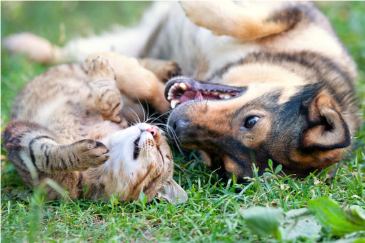 Pet Nutrition: 5 Top Tips to Consider when Choosing Pet Food