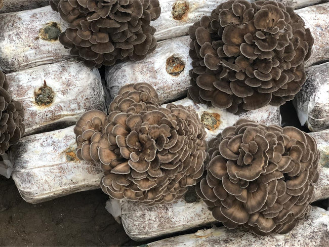 HOLY CAP turkey tail mushrooms