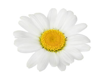 Chamomile