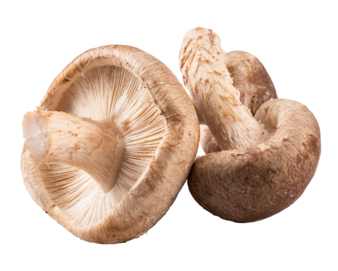 Organic Shiitake