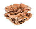 Organic Maitake