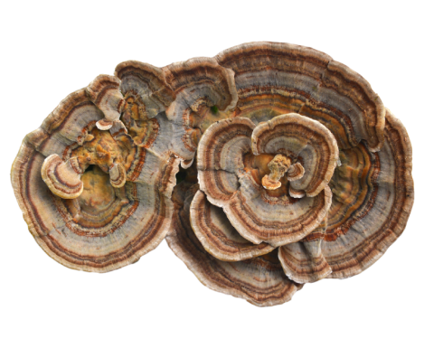 Organic Turkey Tail