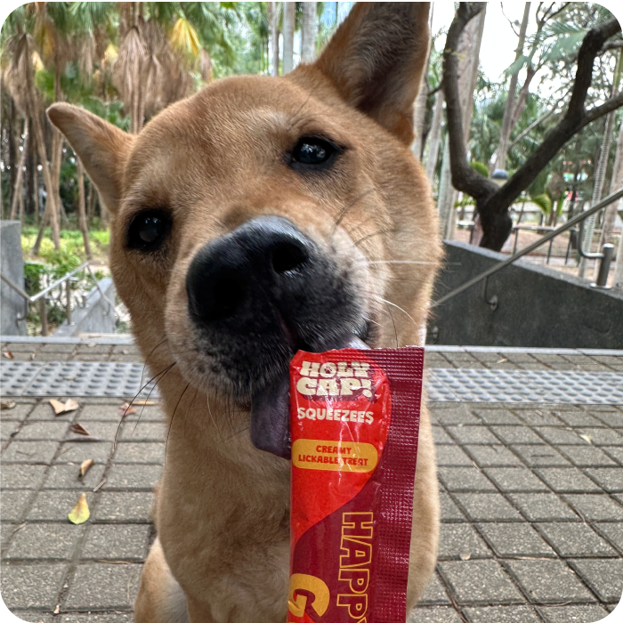 Happy Gut Dog - Sardine & Mushroom